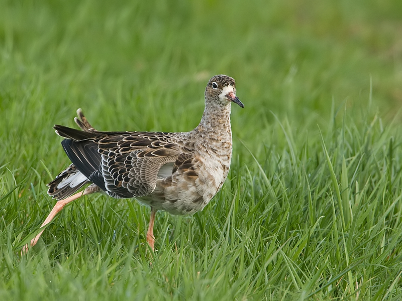 Philomachus pugnax Kemphaan Ruff